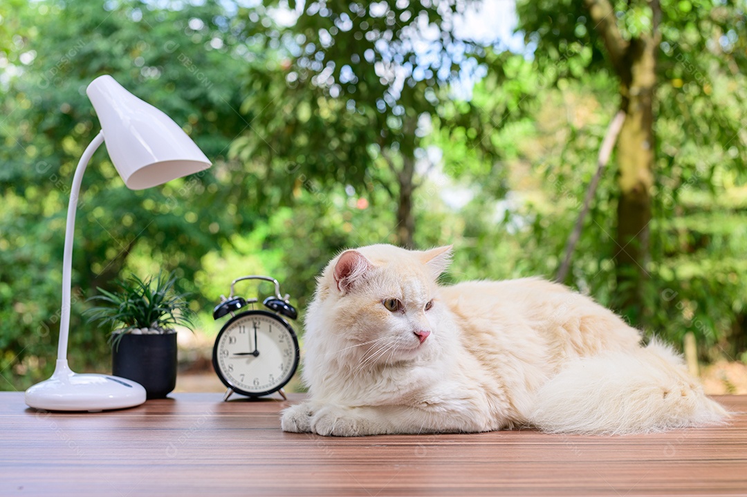 Gato fofo em cima da mesa