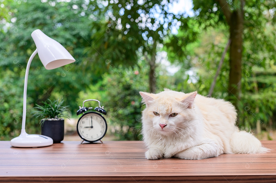 Gato fofo em cima da mesa