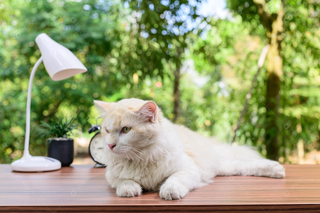 Gato fofo em cima da mesa