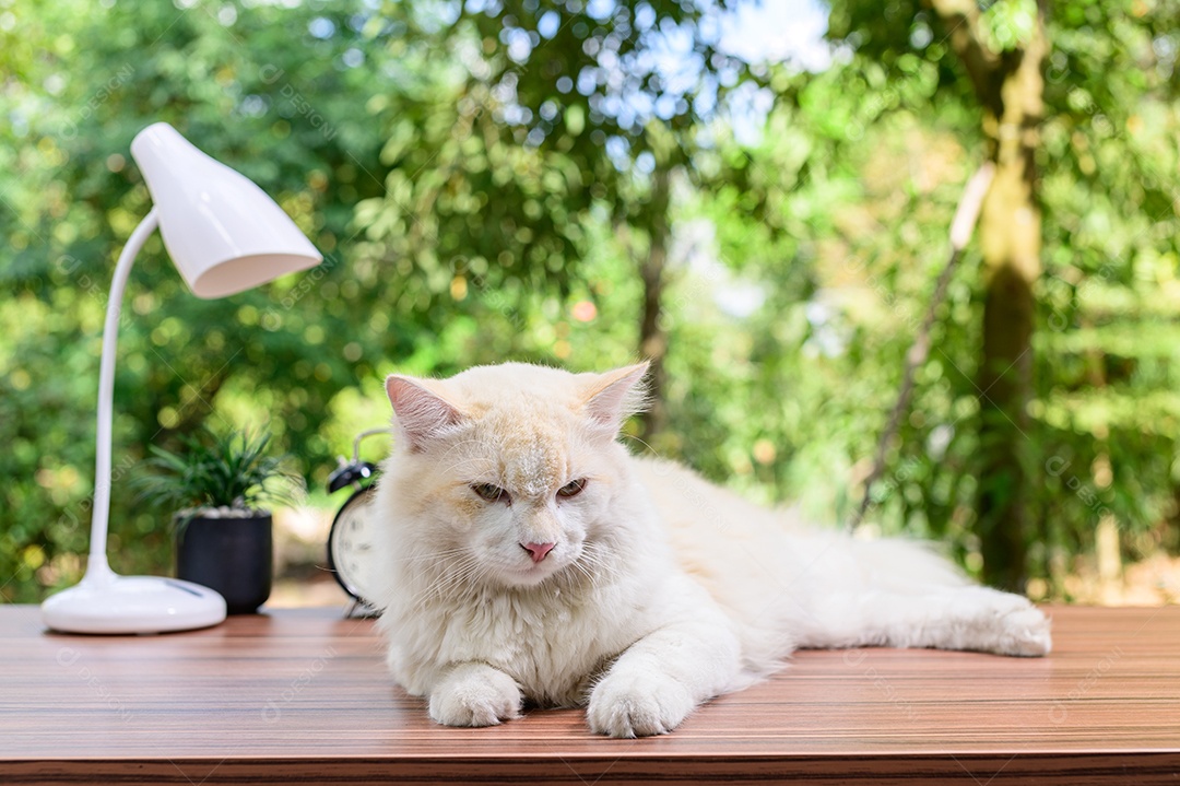 Gato fofo em cima da mesa