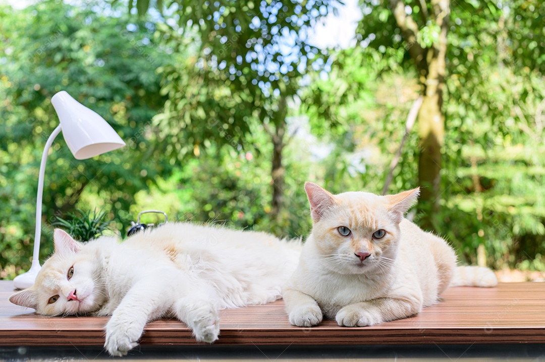 Gato fofo em cima da mesa