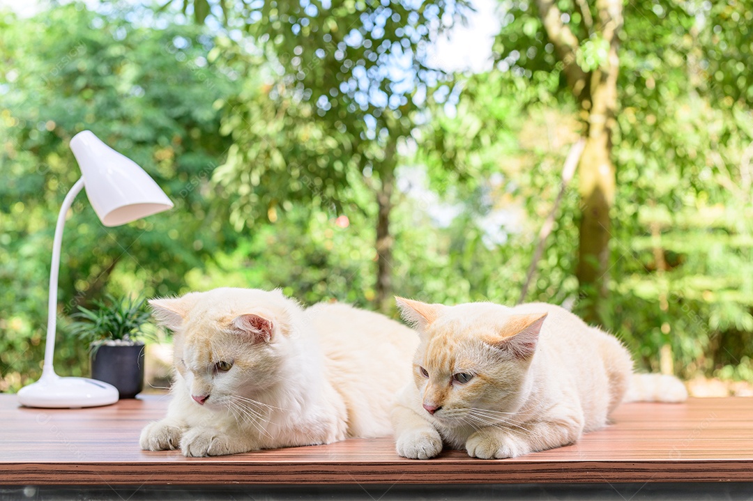 Gato fofo em cima da mesa