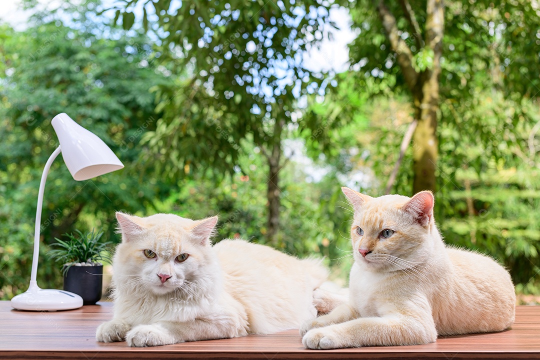 Gato fofo em cima da mesa