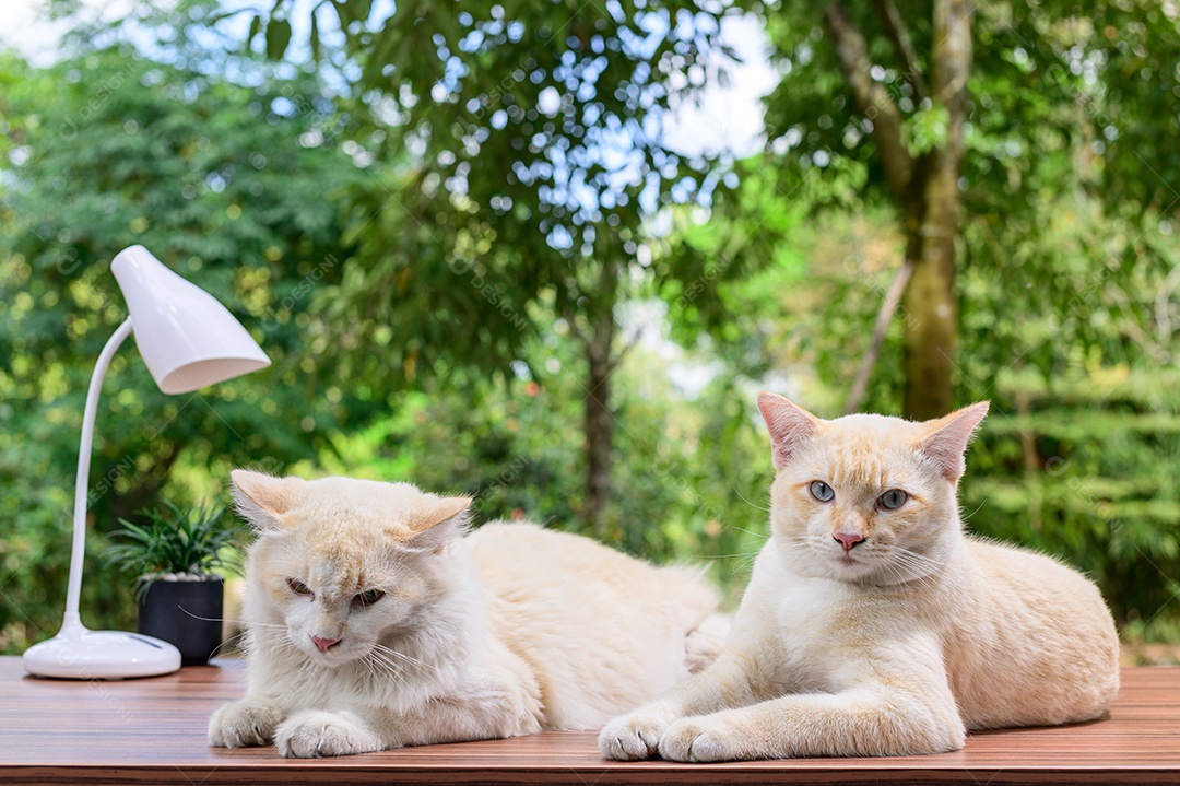 Gato fofo em cima da mesa