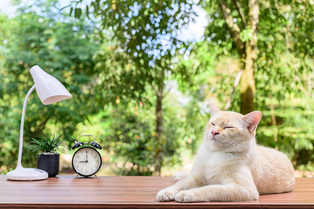 Gato fofo em cima da mesa