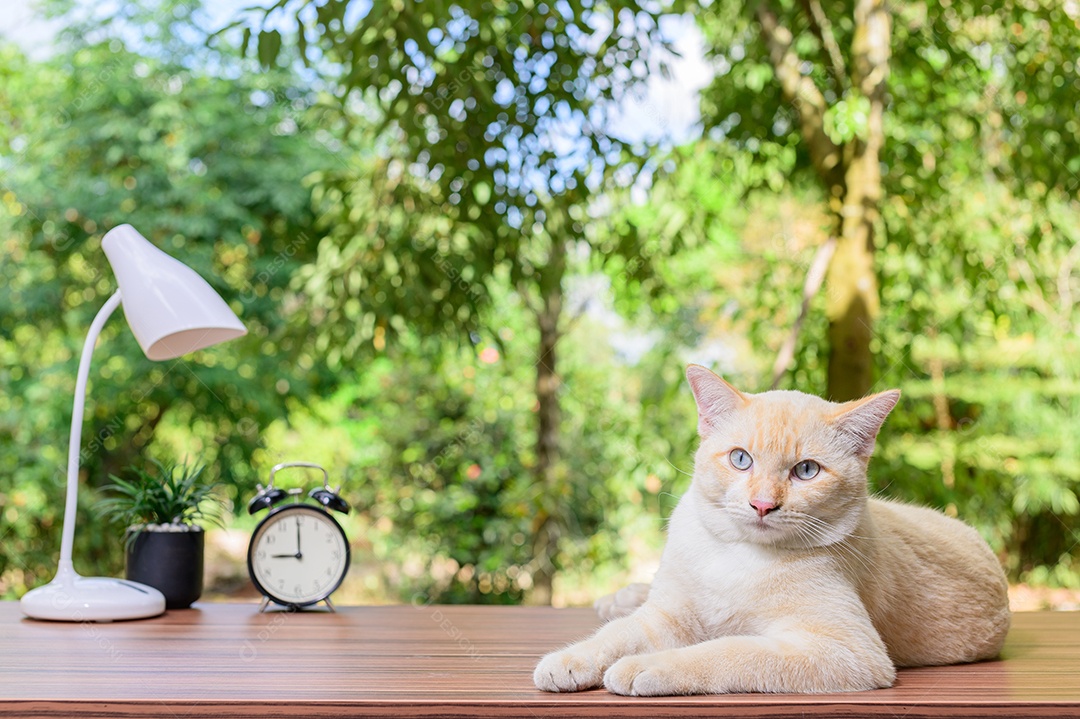 Gato fofo em cima da mesa