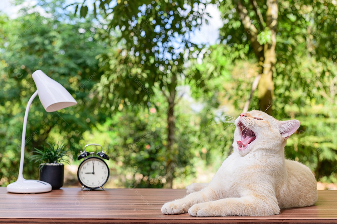 Gato fofo em cima da mesa