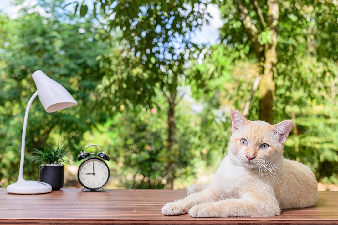 Gato fofo em cima da mesa