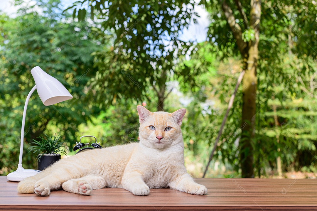 Gato fofo em cima da mesa