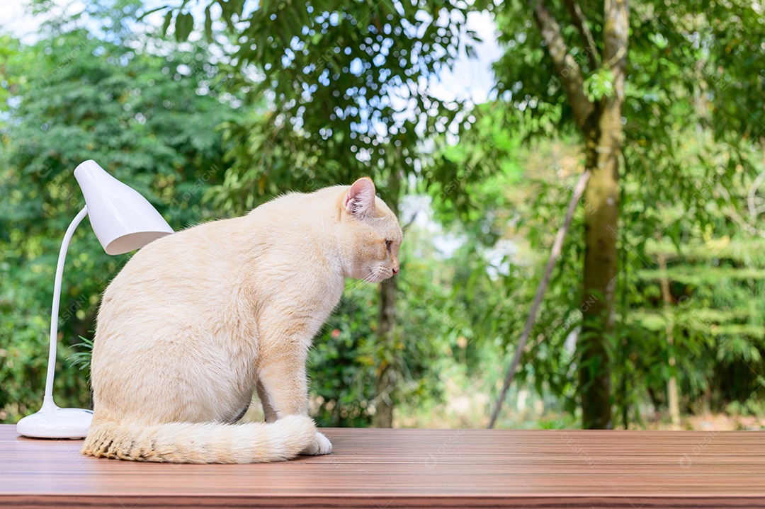 Gato fofo em cima da mesa