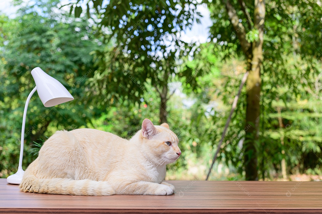 Gato fofo em cima da mesa