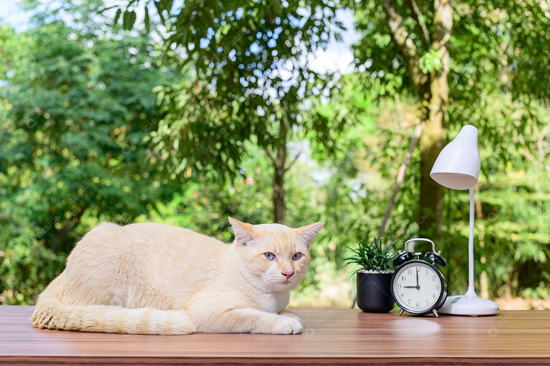 Gato fofo em cima da mesa