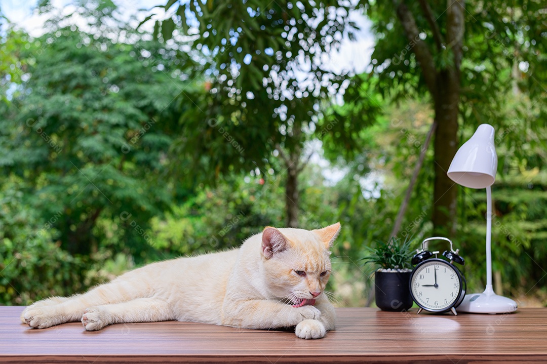 Gato fofo em cima da mesa