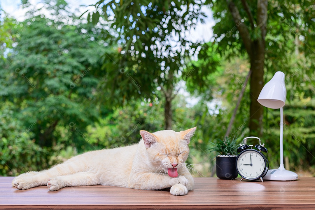 Gato fofo em cima da mesa