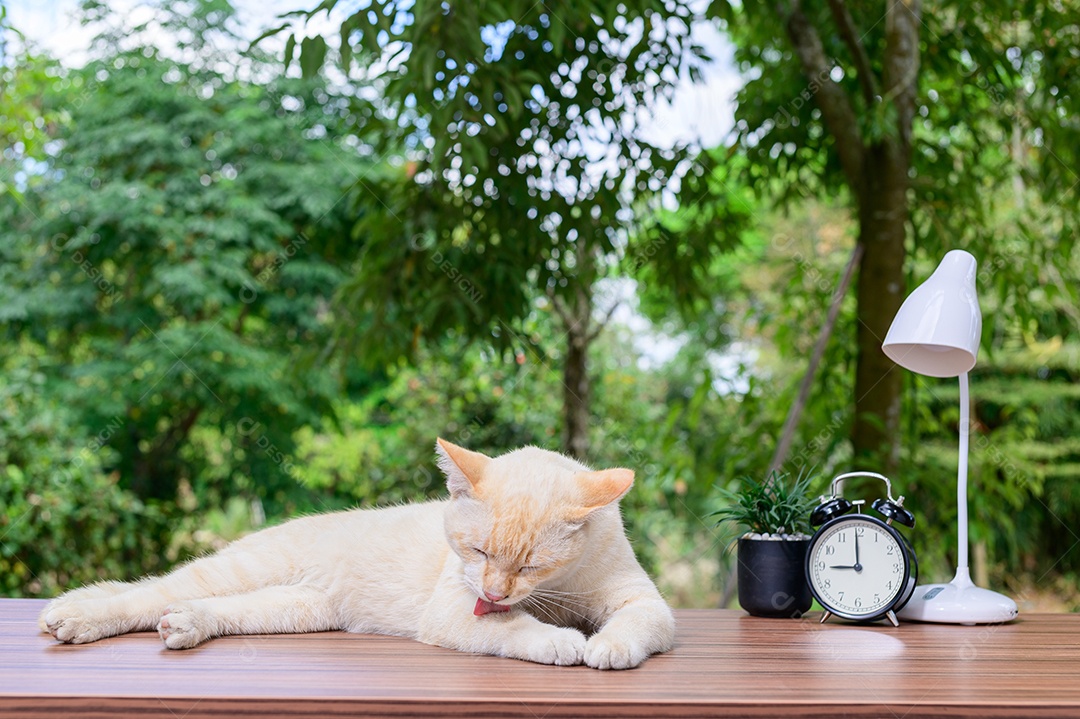 Gato fofo em cima da mesa
