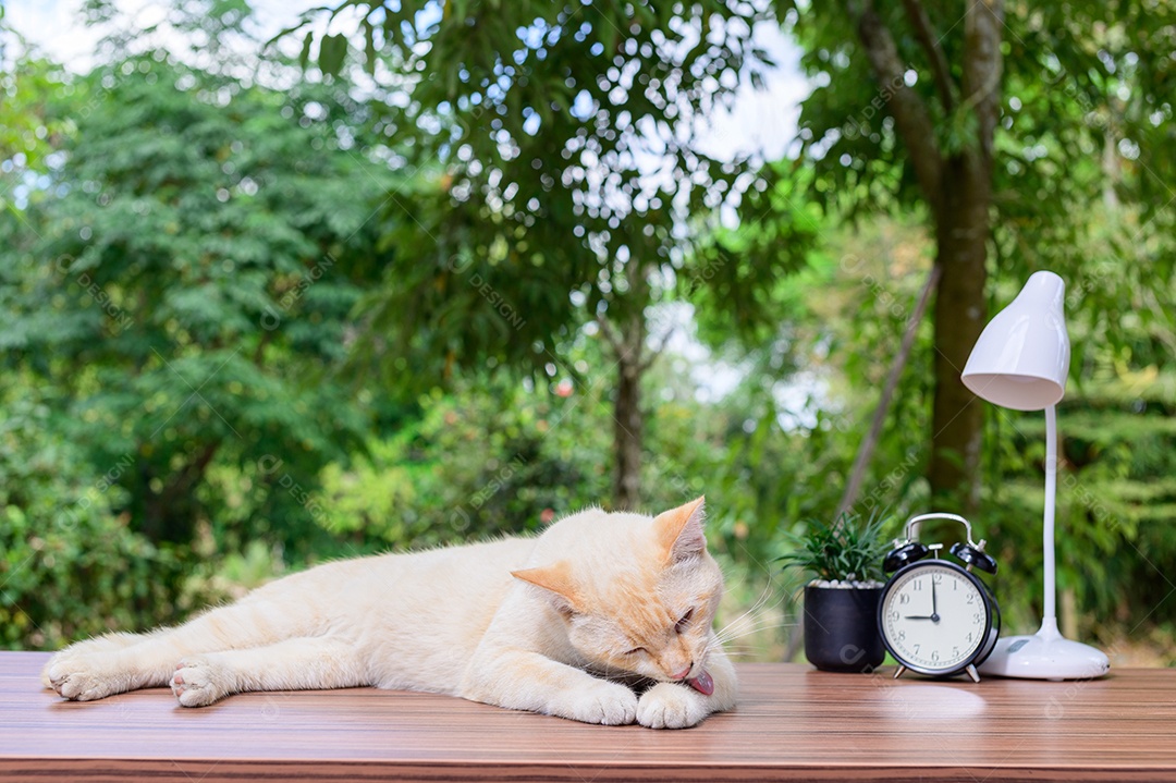 Gato fofo em cima da mesa