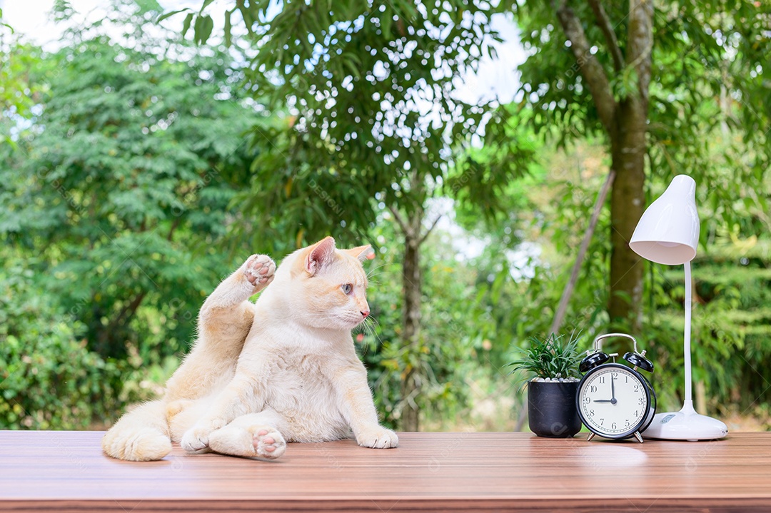 Gato fofo em cima da mesa