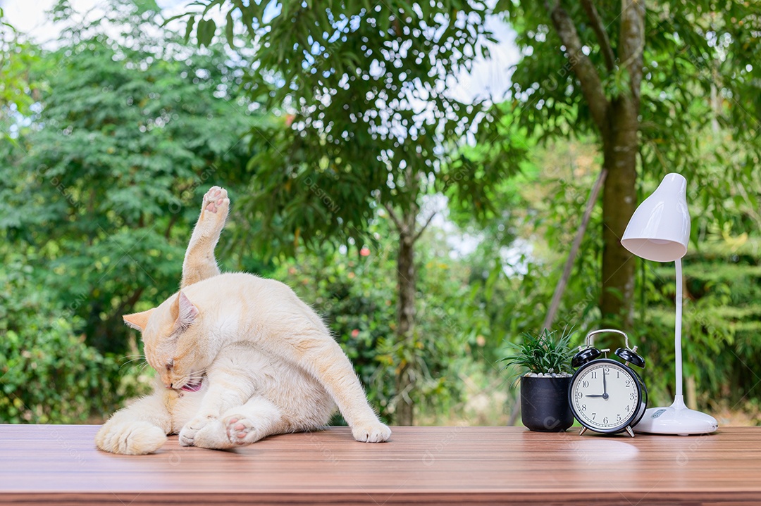 Gato fofo em cima da mesa