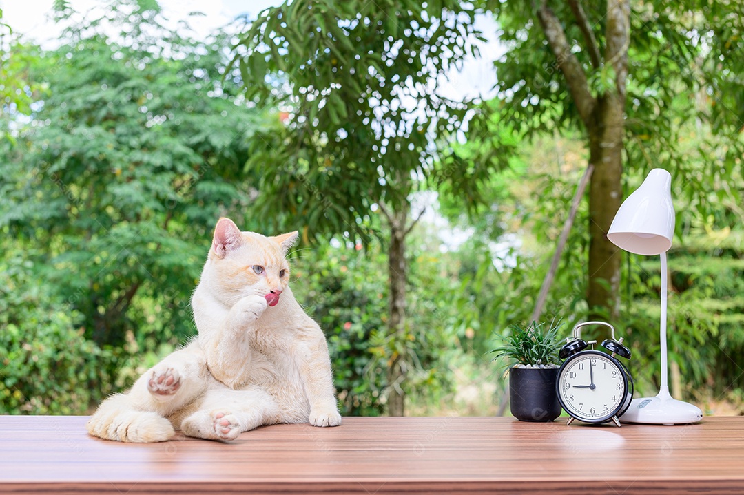 Gato fofo em cima da mesa