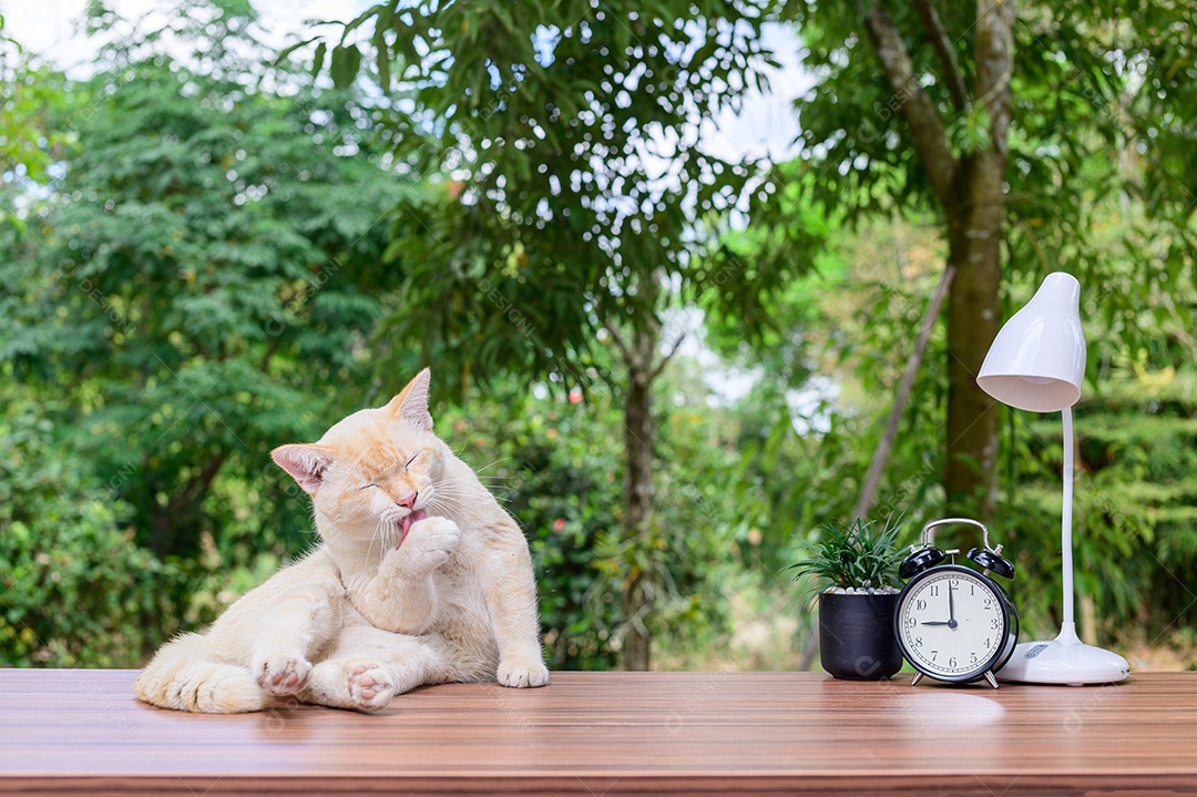 Gato fofo em cima da mesa