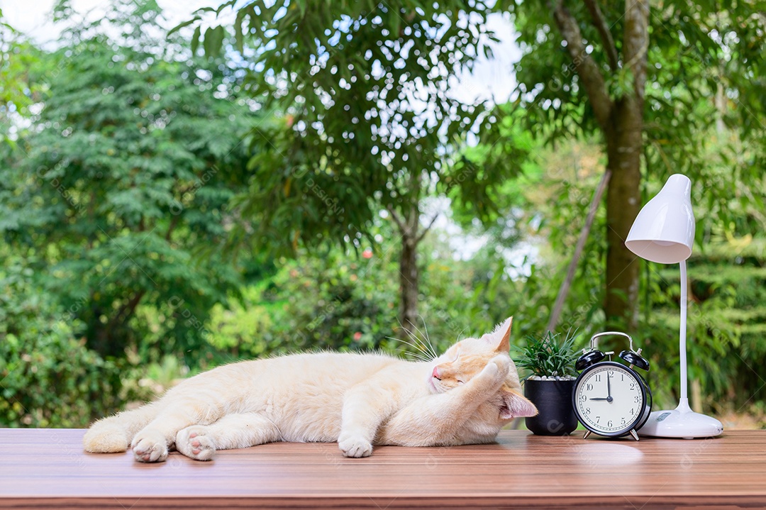 Gato fofo em cima da mesa