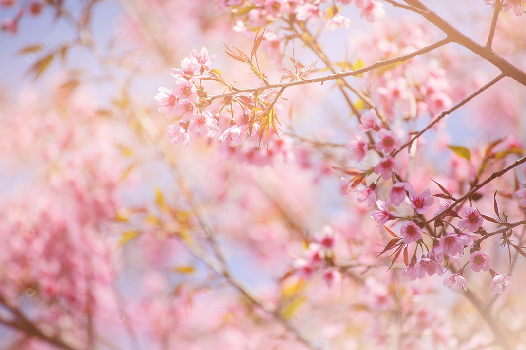 Flores de cerejeira rosa contra um céu azul