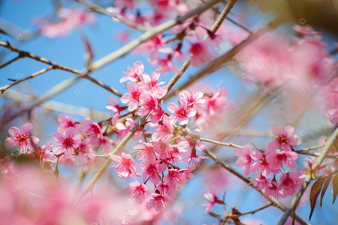 Flores de cerejeira rosa contra um céu azul