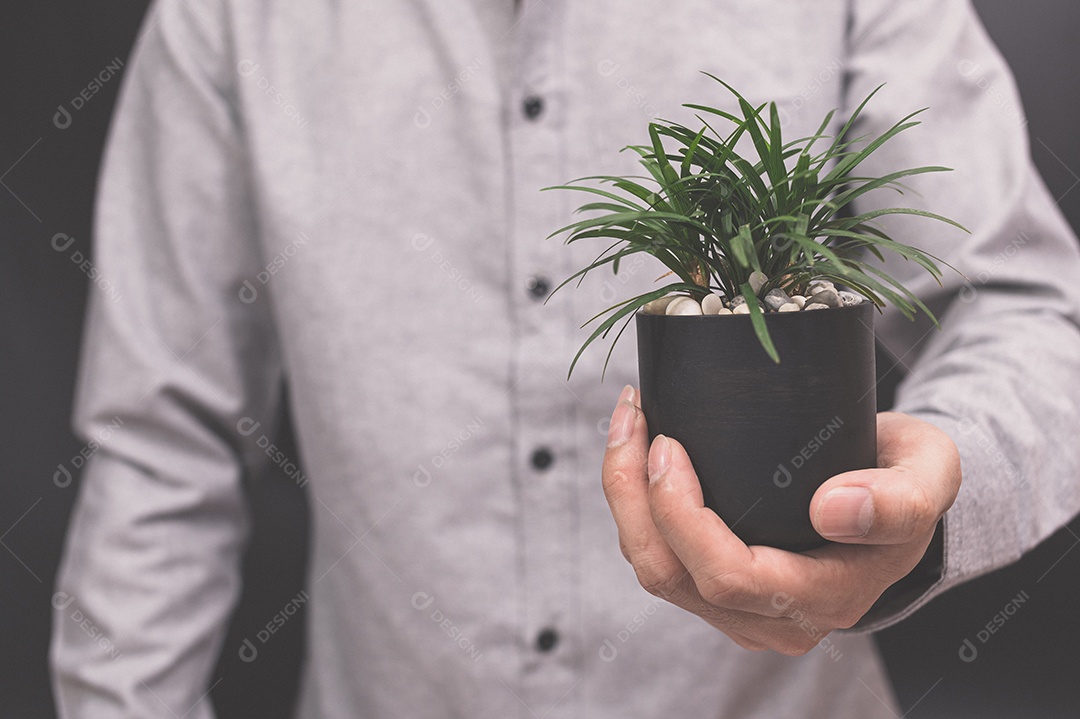 Vaso de planta em mãos humanas ama a árvore do amor do conceito de natureza
