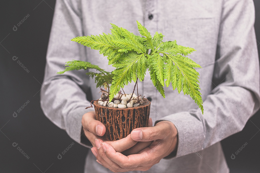 Vaso de planta em mãos humanas ama a árvore do amor do conceito de natureza