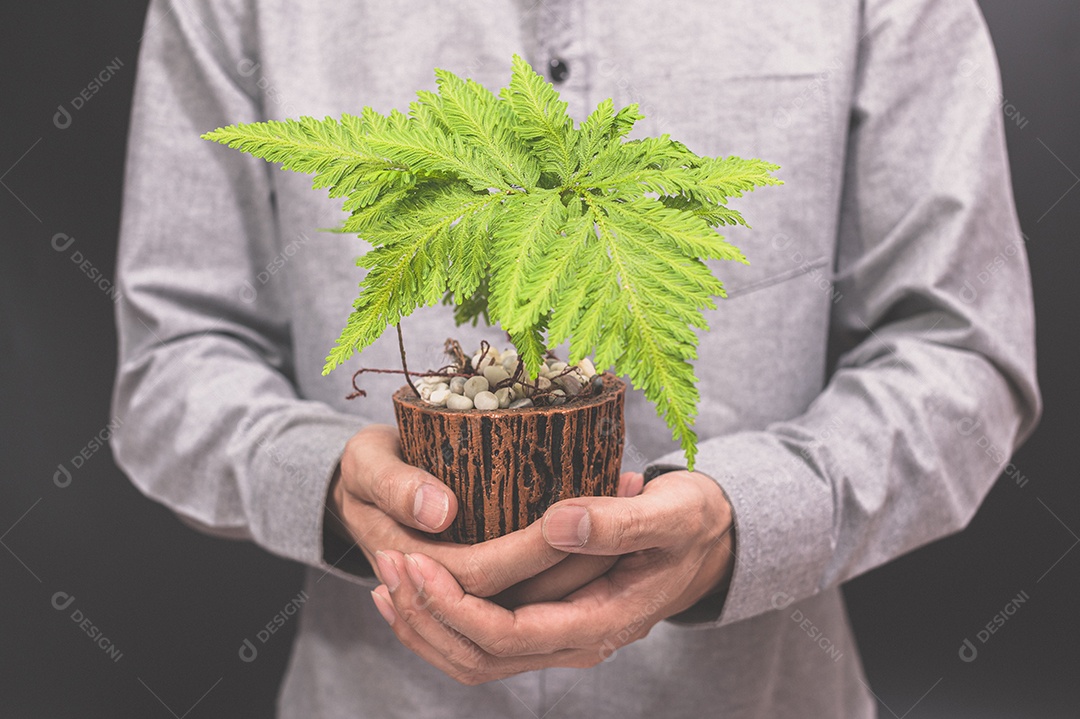 Vaso de planta em mãos humanas ama a árvore do amor do conceito de natureza