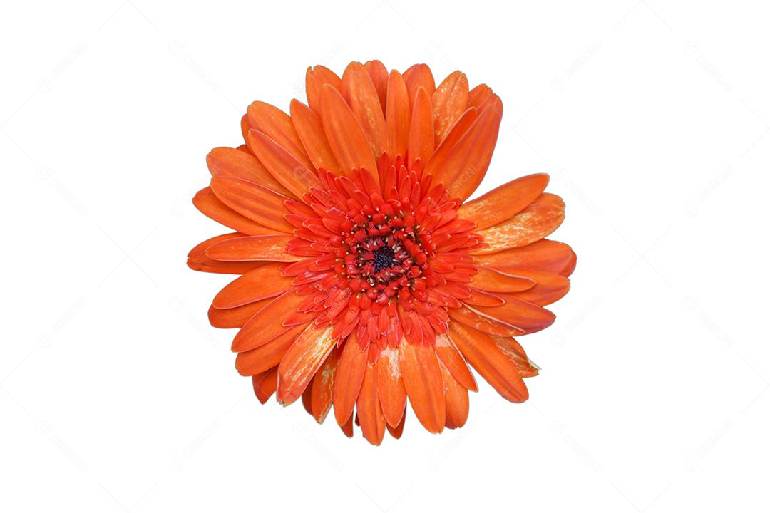 Flor de crisântemo isolada no fundo branco