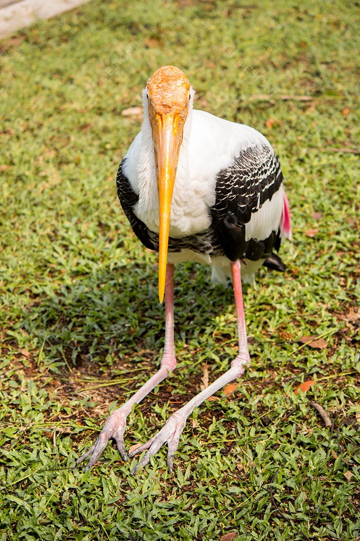 Close up do pássaro cegonha pintado.