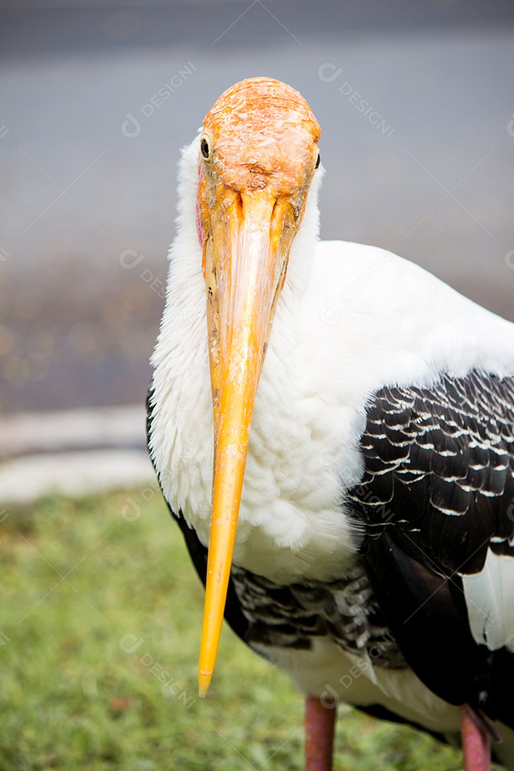 Close up do pássaro cegonha pintado.