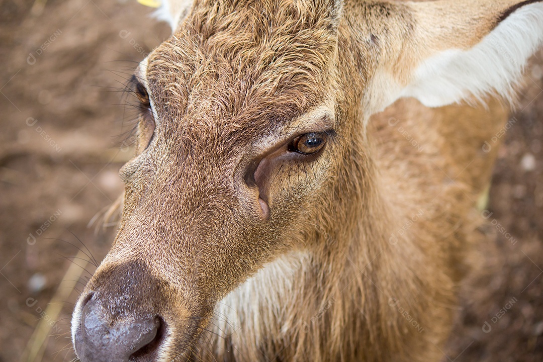 Vida selvagem de veados na natureza.