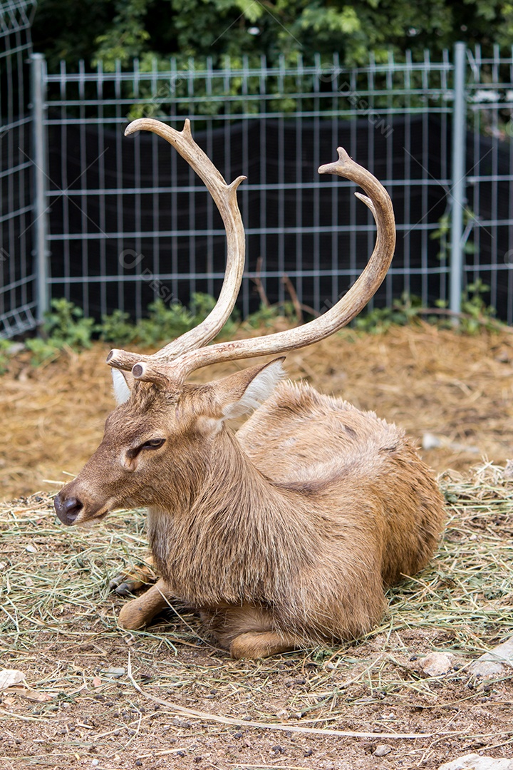 Vida selvagem de veados na natureza.