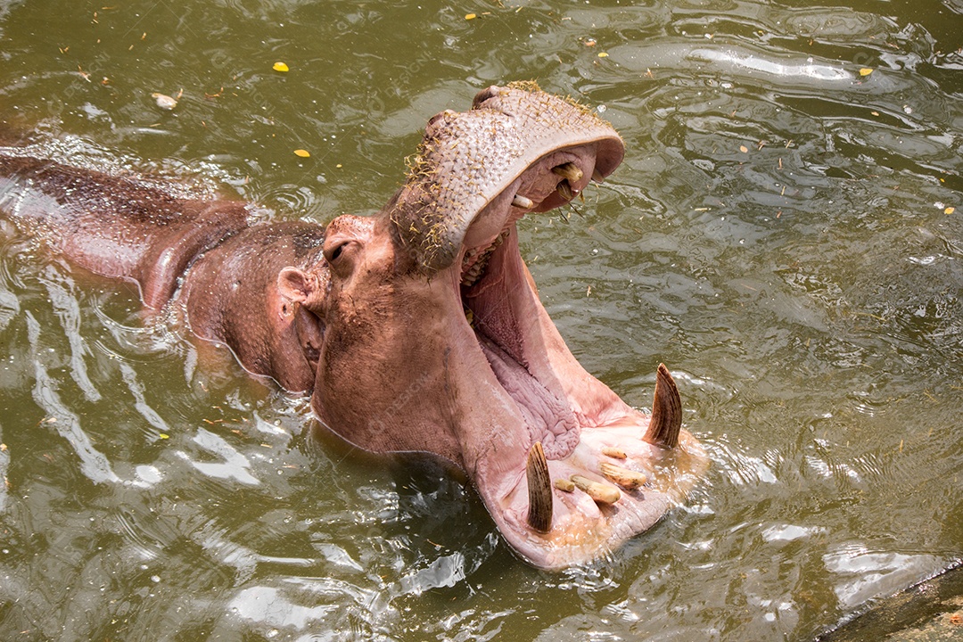 Hipopótamo flutuando na água.