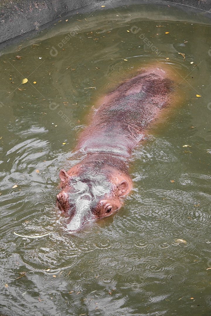 Hipopótamo flutuando na água.