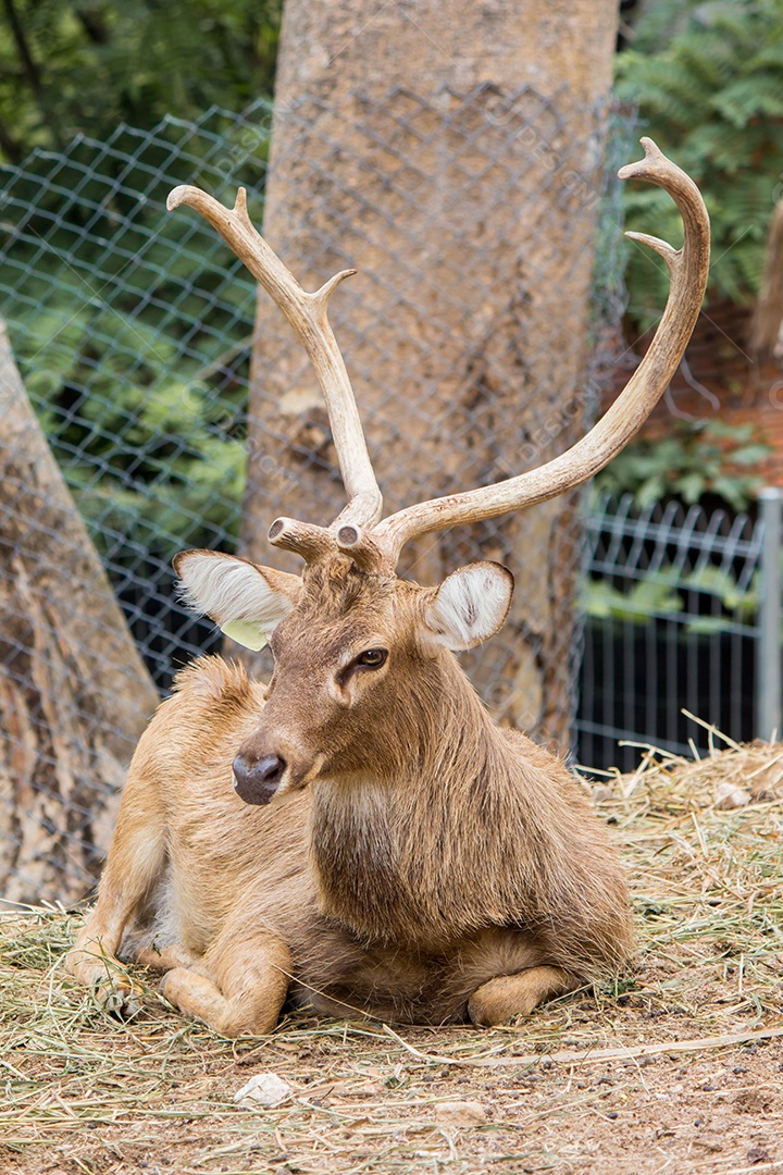 Vida selvagem de veados na natureza.