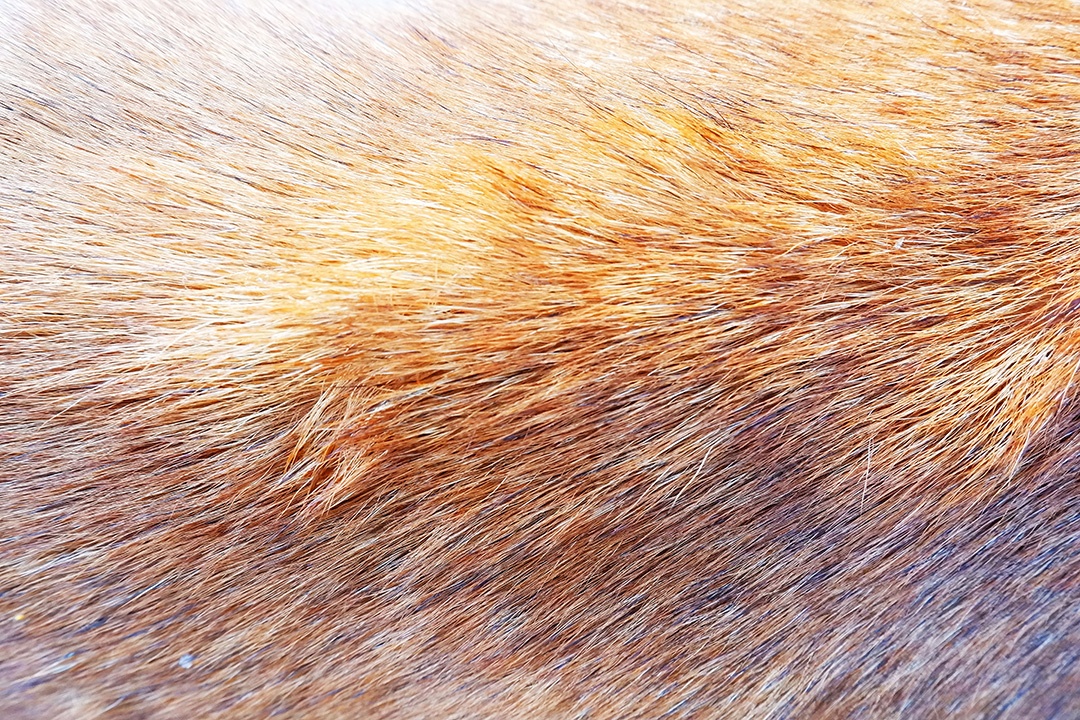 Textura de pelo animal