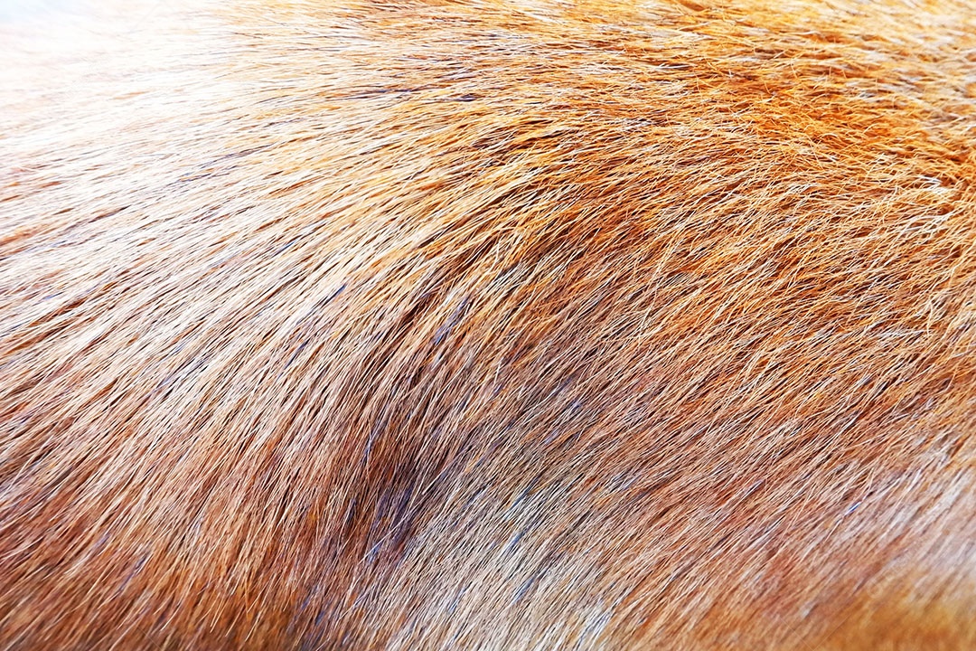 Textura de pelo animal