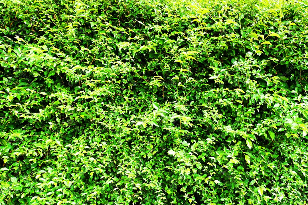 Planta sobre floresta