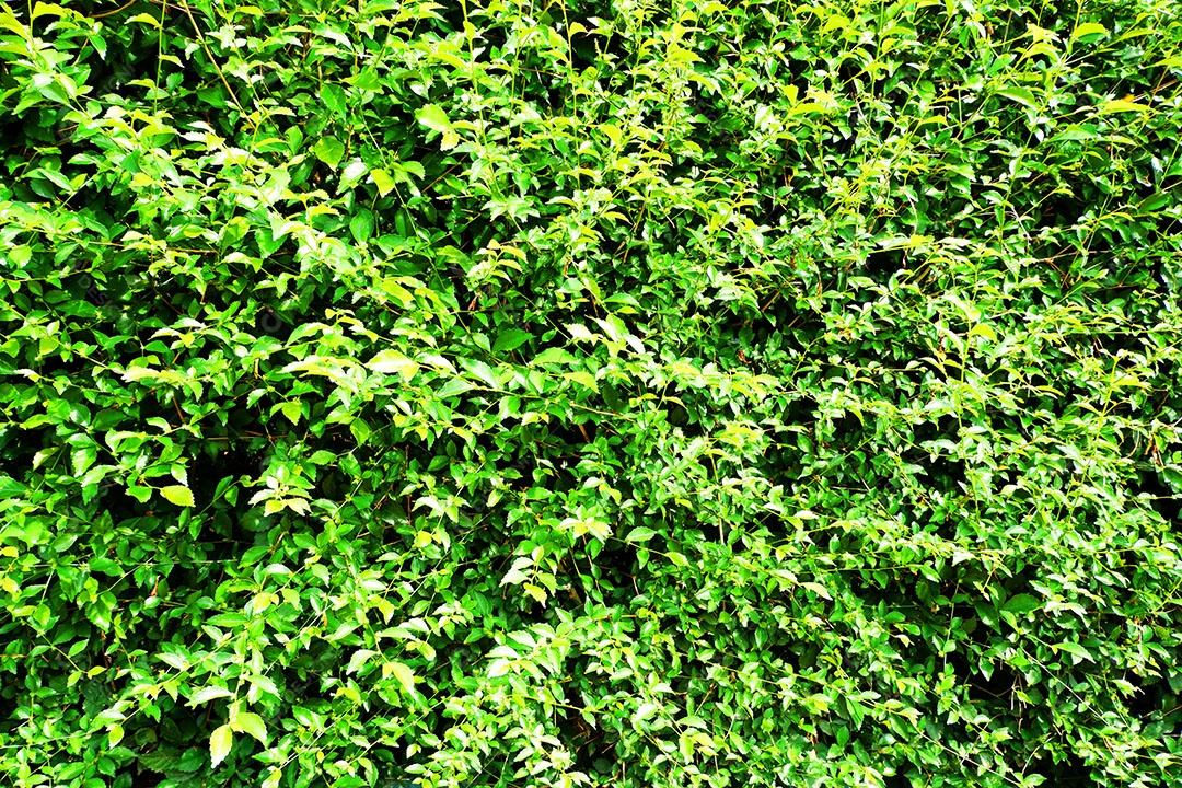 Planta sobre floresta