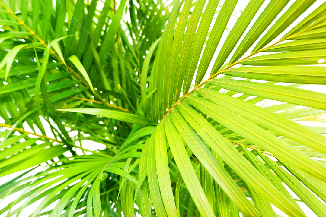 Folha de Dypsis lutescens isolada no fundo branco