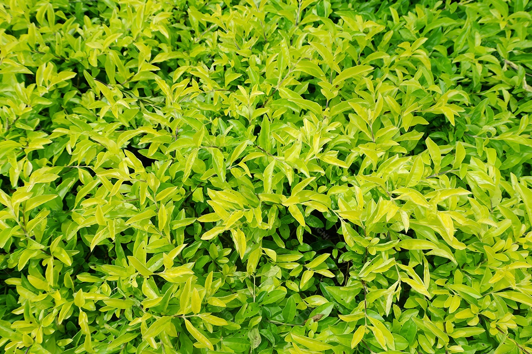 Mato verde sobre fazenda