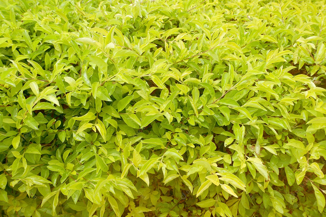 Mato verde sobre fazenda