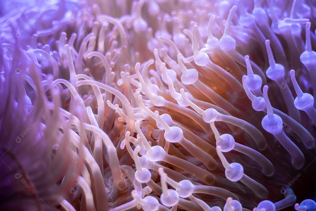 Fundo de corais corais coloridos no fundo do mar.