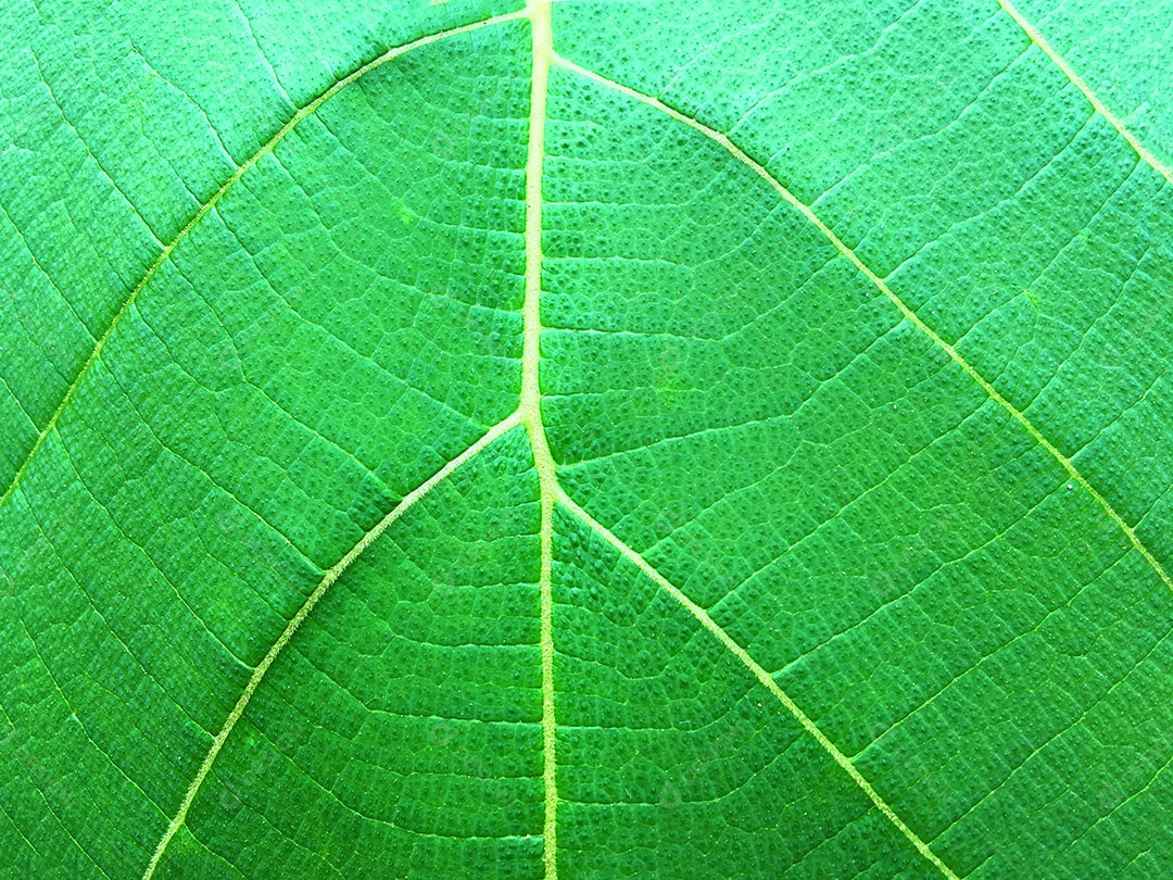 Textura de folha verde