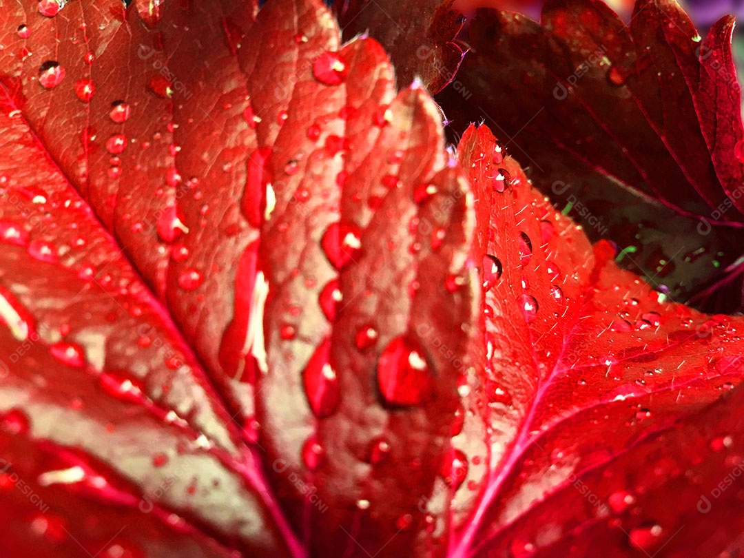 Folhas vermelha sobre floresta selva