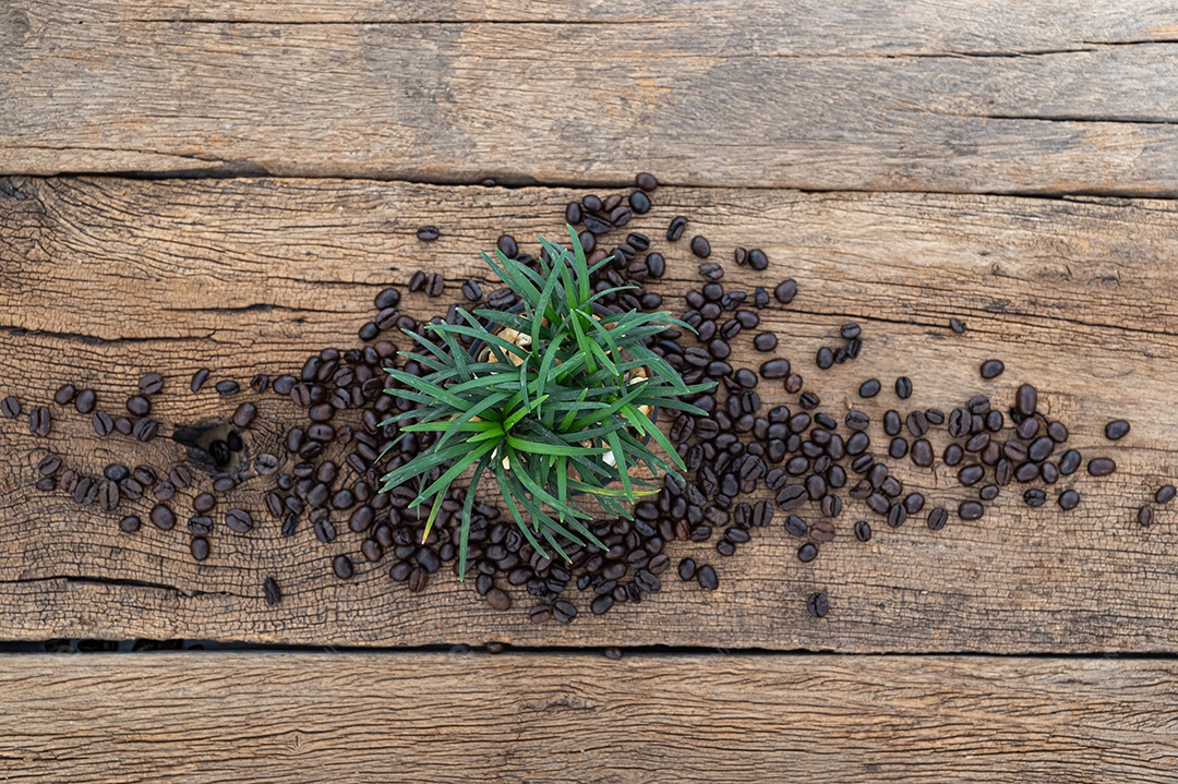 Árvores e grãos de café na mesa, vista de cima
