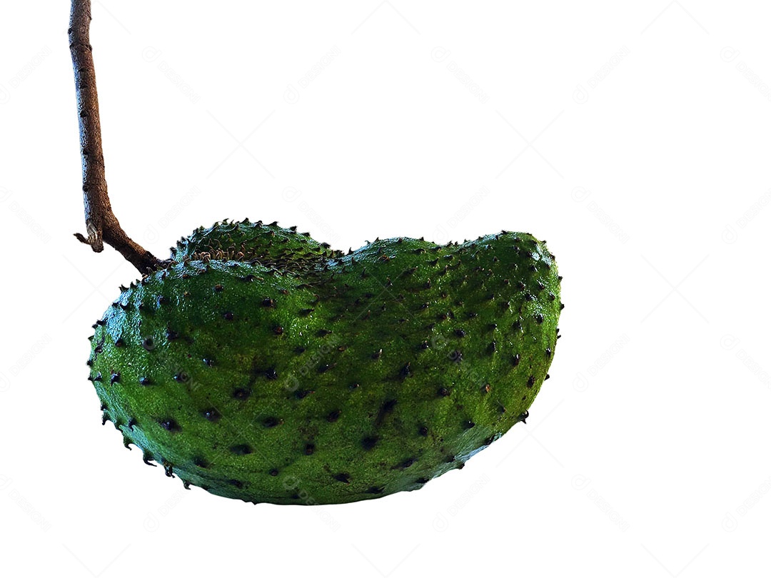 Graviola Fruta sobre fundo isolado branco